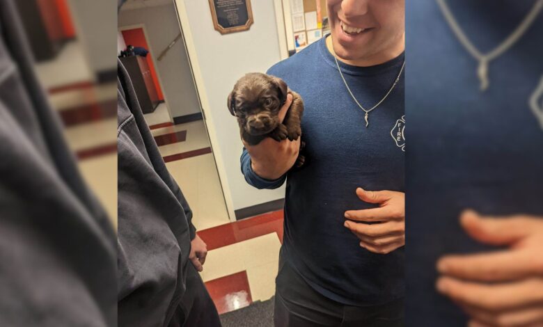 A 25-Day-Old Lab Puppy Stuck In A Can Had To Be Rescued By Firefighters
