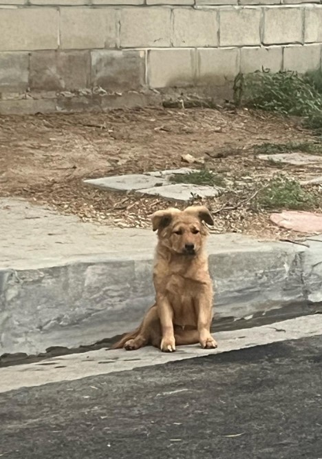 the dog is sitting on the street next to the sidewalk
