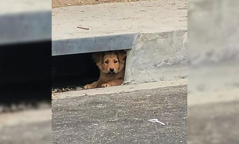 Nobody Could Figure Out To Who The Pair Of Eyes Staring At Them From A Sewer Drain Belonged To