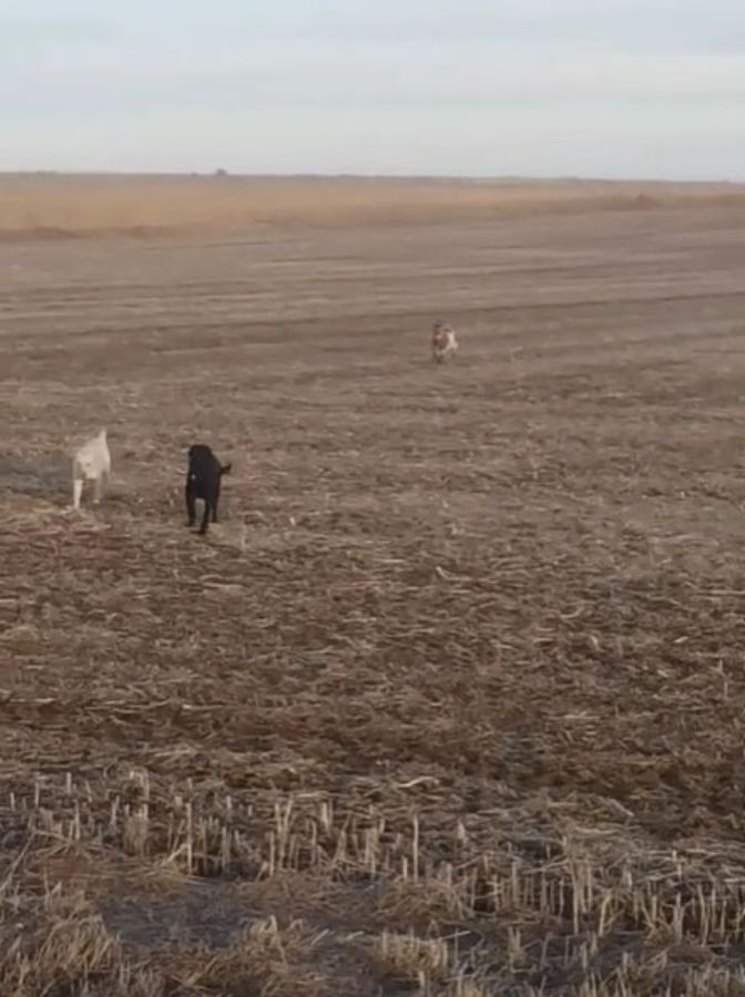 dogs running in a field