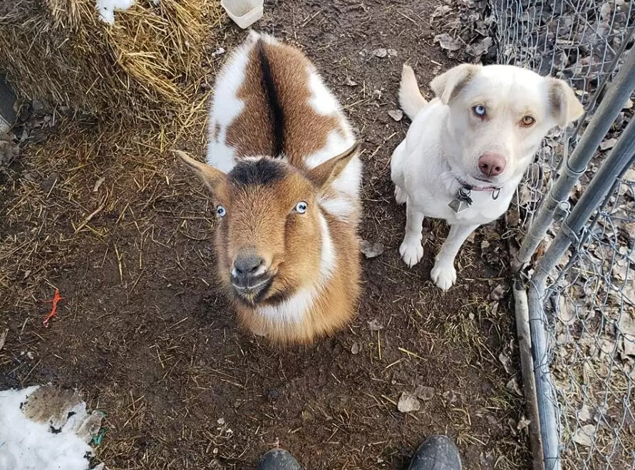 dog and a goat