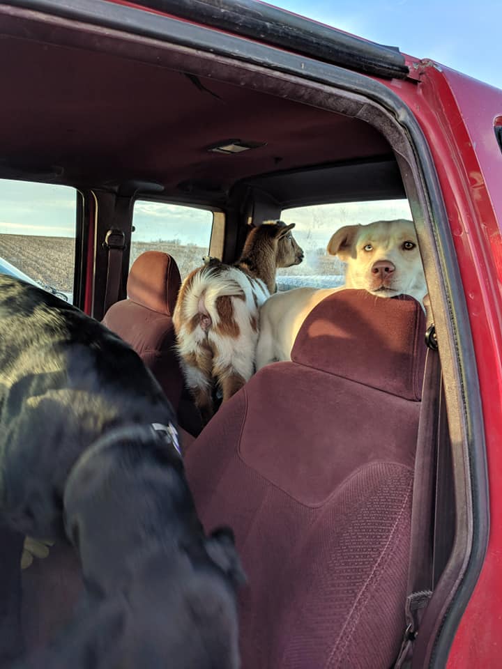 two dogs and a goat in a car