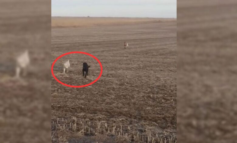 Man Can’t Believe His Eyes When He Sees His Missing Dog Running Towards Him With Unusual Company