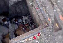 Mysterious Cries Coming From A Storm Drain Launch An Incredible Rescue Mission