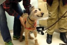 Blind Dog Treated At Vet Center In Pennsylvania Has A Heartwarming Reaction After Surgery