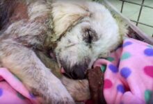 Dog Who Was Abused By Previous Owners Finally Lives A Life She Deserves