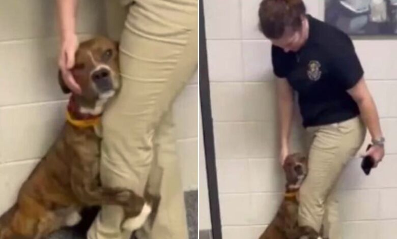 A Scared Shelter Pup That Wouldn’t Let Go Of A Workers Leg Finally Gets Adopted