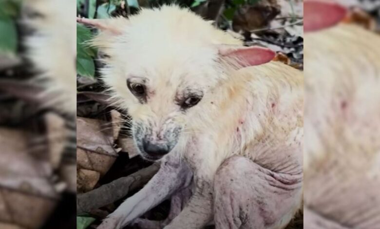 Starving Dog Who Was Hiding In The Bushes Undergoes An Incredible Transformation