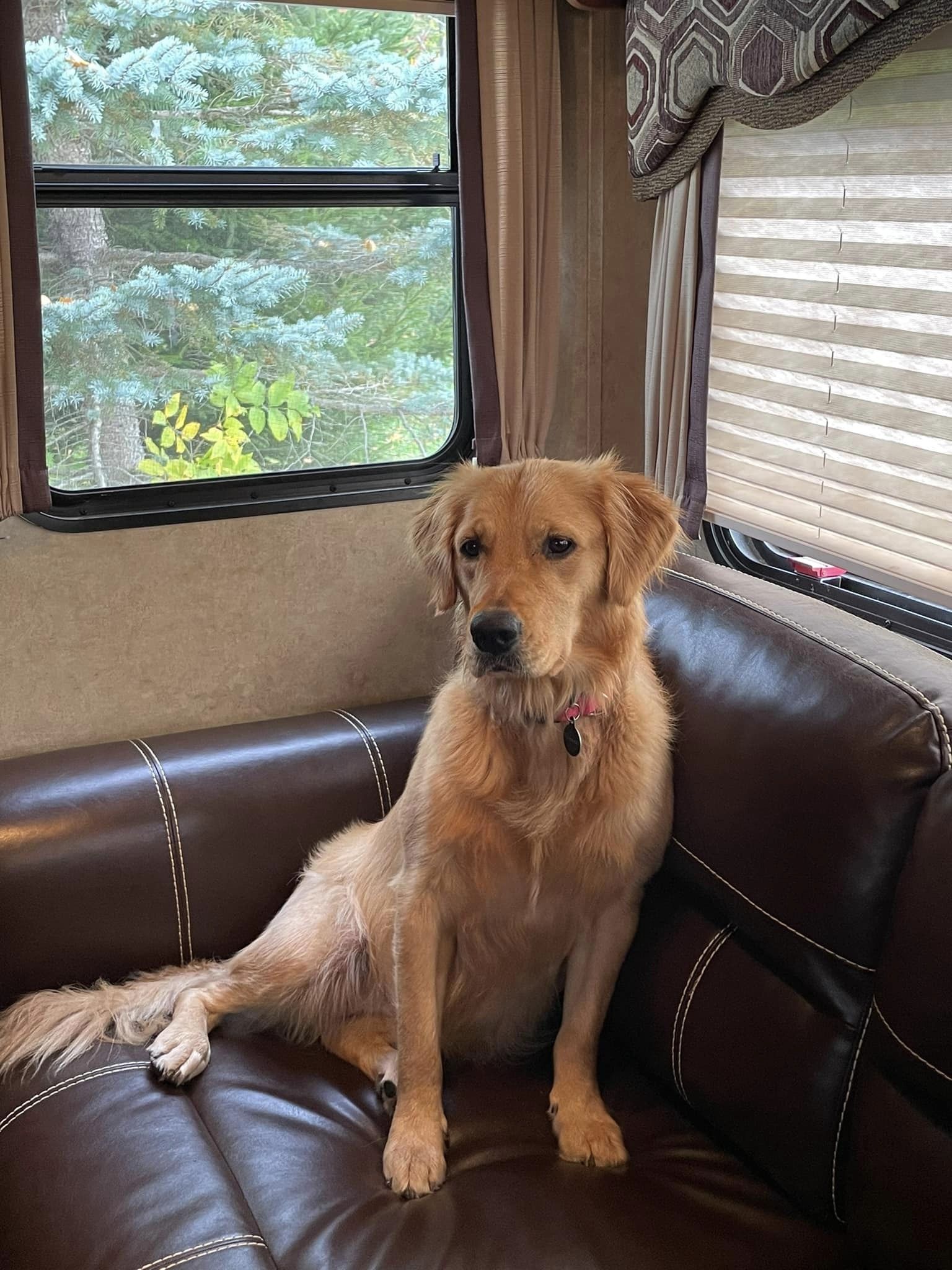 dog sitting in a train