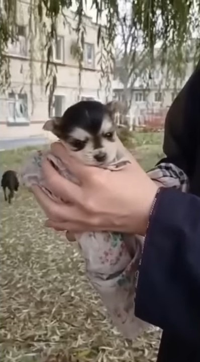 cute pupp in arms of woman