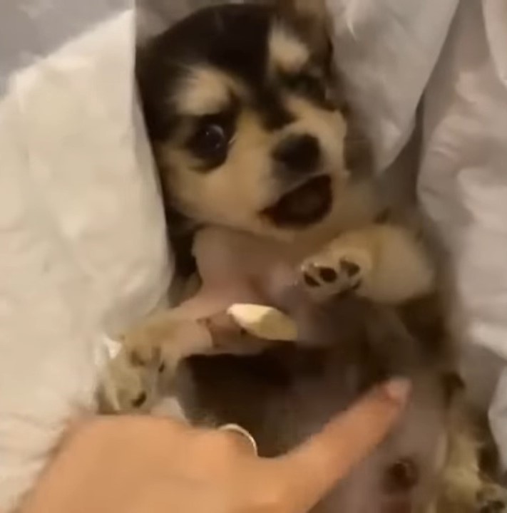 woman playing with newborn puppy