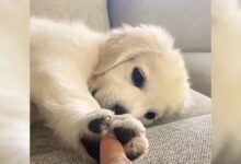 This Golden Retriever Pup Has The Sweetest Way Of Showing His Mom Love
