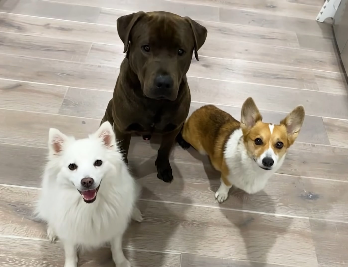 portrait of three cute dogs looking at the camera