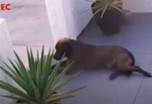 Woman Noticed A Stray Dog Sheltering At Her Doorstep And Decided To Take Him In