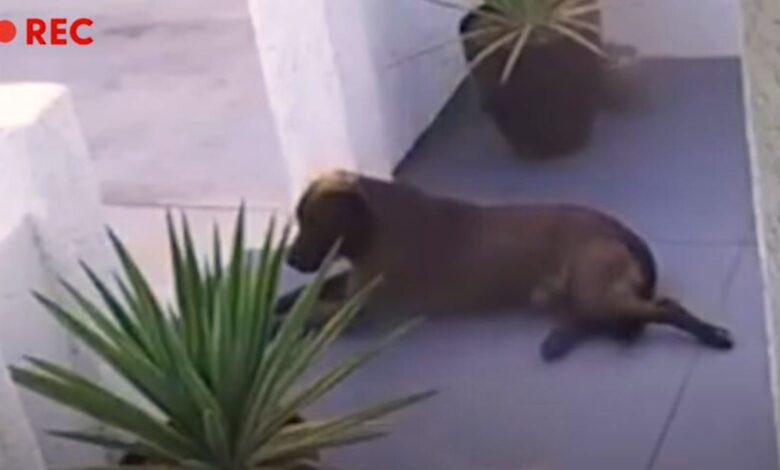 Woman Noticed A Stray Dog Sheltering At Her Doorstep And Decided To Take Him In