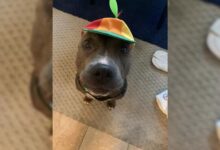 Dog Saved From Euthanasia Lives Her Best Life In Virginia, Exhibiting Her Cute Propeller Hat