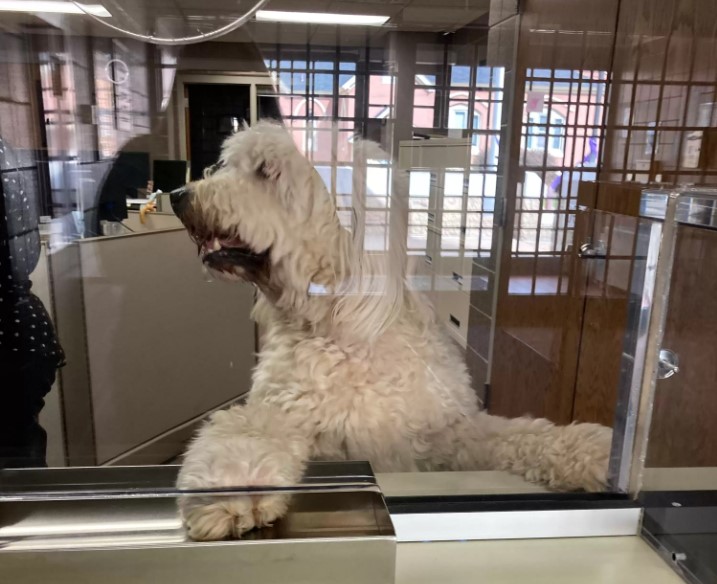 dog looking through glass window