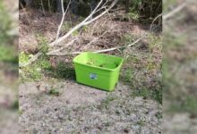 Kind Rescuer Finds A Shocking Surprise Inside A Green Box In The Middle Of Nowhere