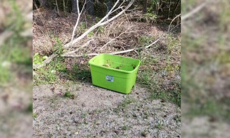 Kind Rescuer Finds A Shocking Surprise Inside A Green Box In The Middle Of Nowhere