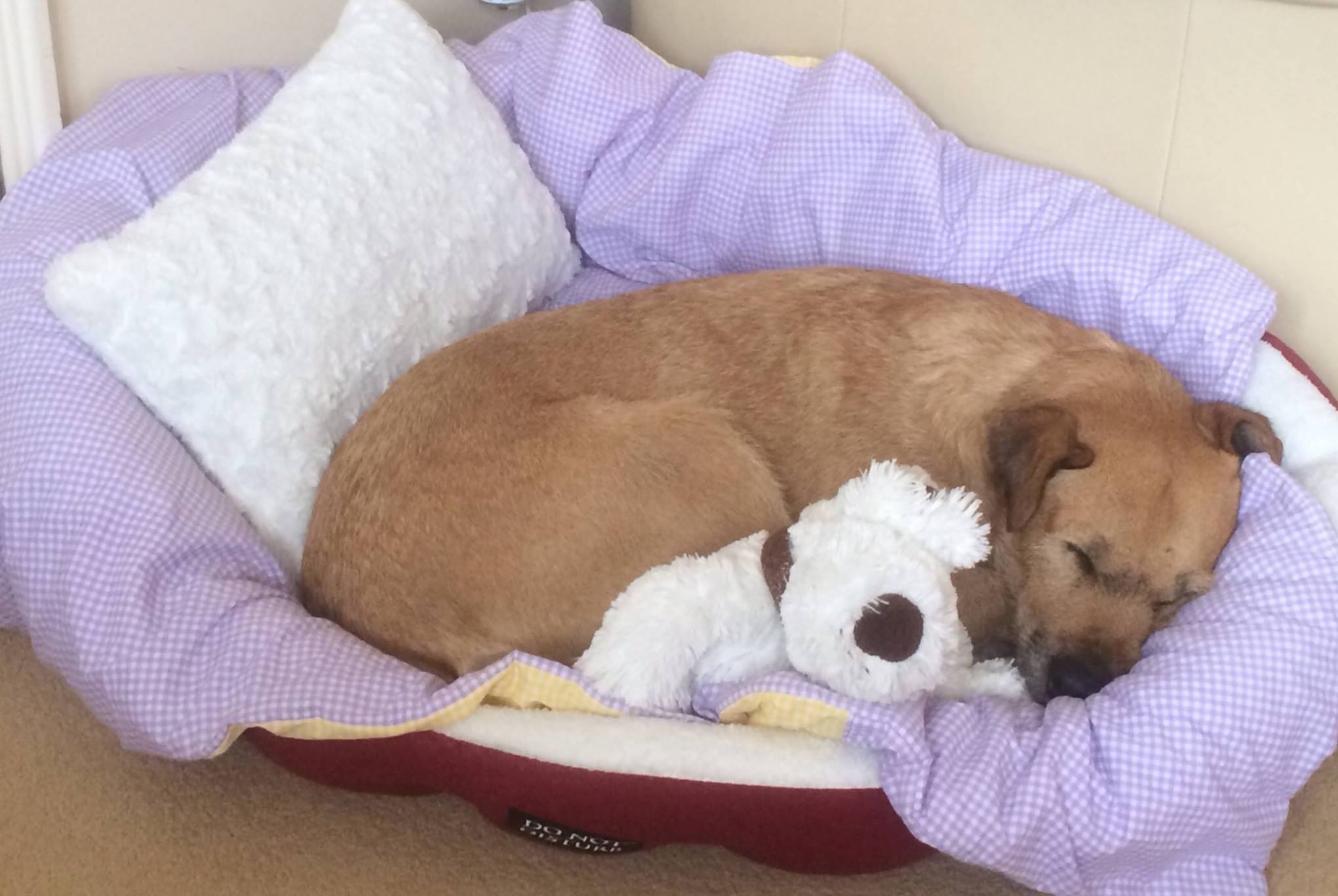 satisfied dog sleeping in bed with toy