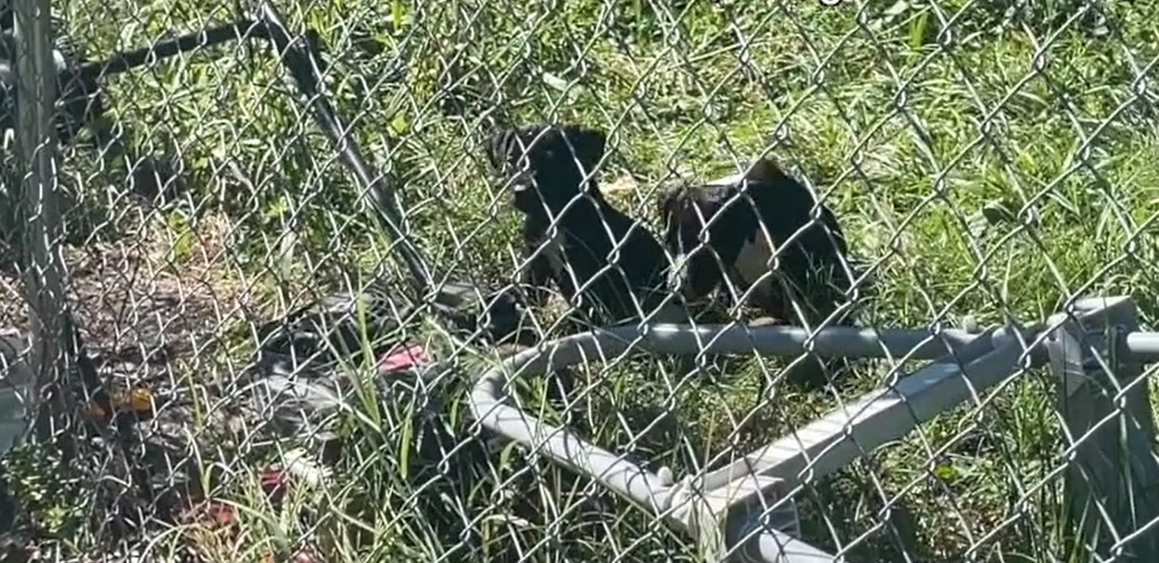 two abandoned dogs behind the fence