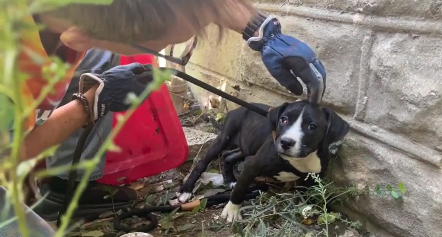 a man rescues an abandoned puppy