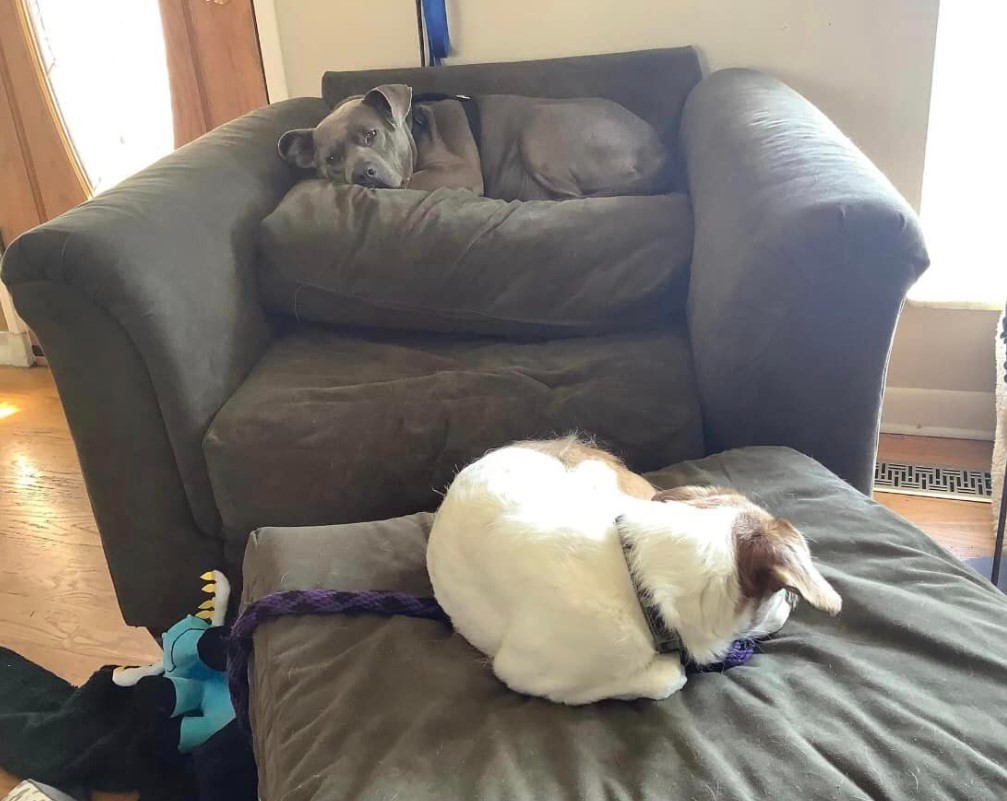 two rescued dogs are lying on the couch