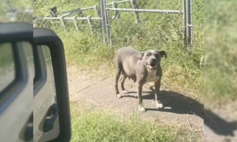 Rescuer Shocked When She Discovers That The Dog She Came To Save Isn’t Alone