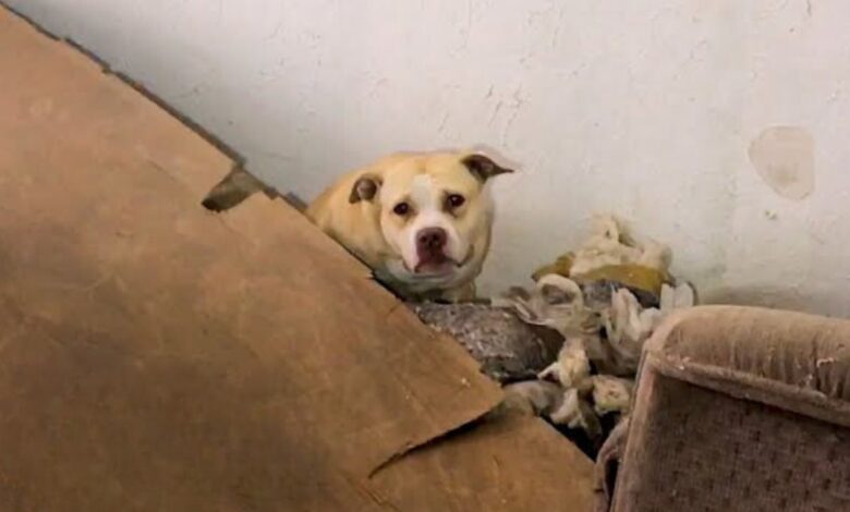 Terrified Pittie That Used To Live In An Abandoned Home Transforms Into A Happy Dog