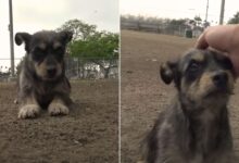 Rescuers Help Terrified Dog Start Trusting People After She Spent Months In The Streets