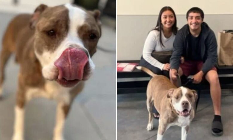 Owners Leave Their Dog After 10 Years Because They Couldn’t Take Care Of Him Anymore
