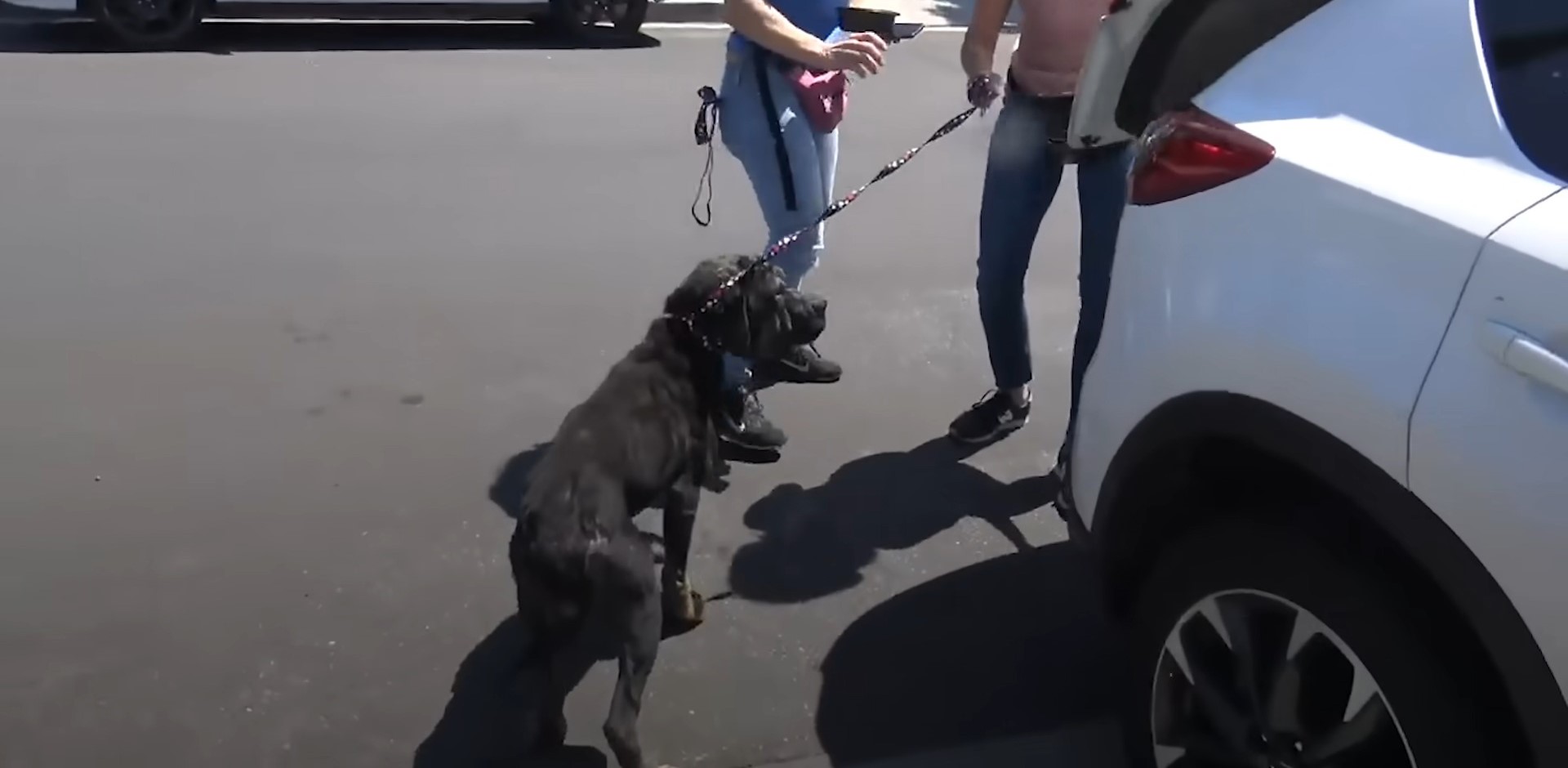 dog on a leash in a parking lot