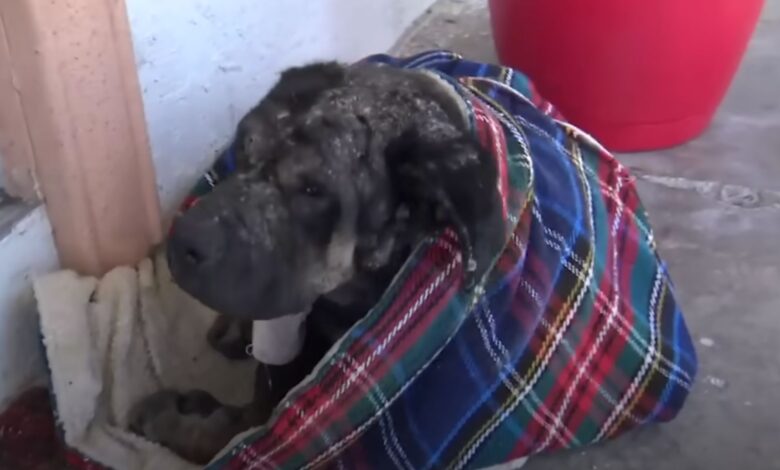 Exhausted Stray Dog Finds Safe Home On A Random Porch, Now He’s The Sweetest Boi