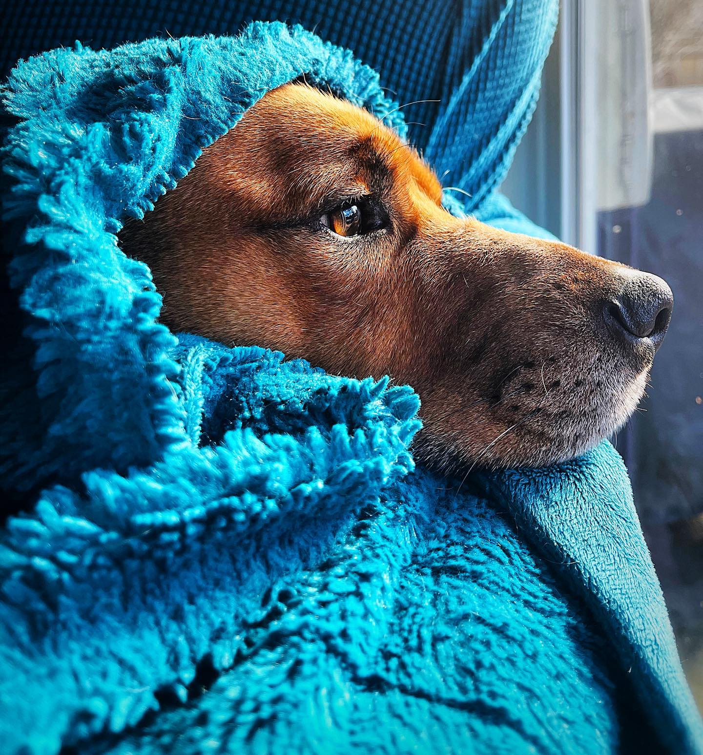 dog watching trough window