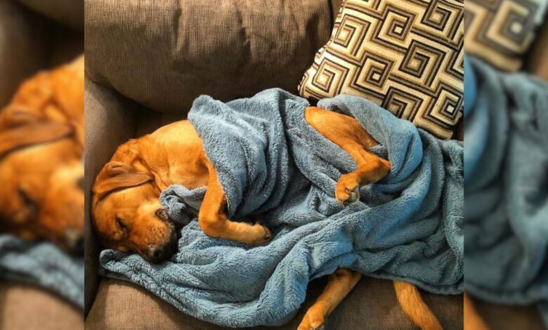 Anxious Dog Adopted From A Pennsylvania Shelter Finds Comfort In His Blue Blanket
