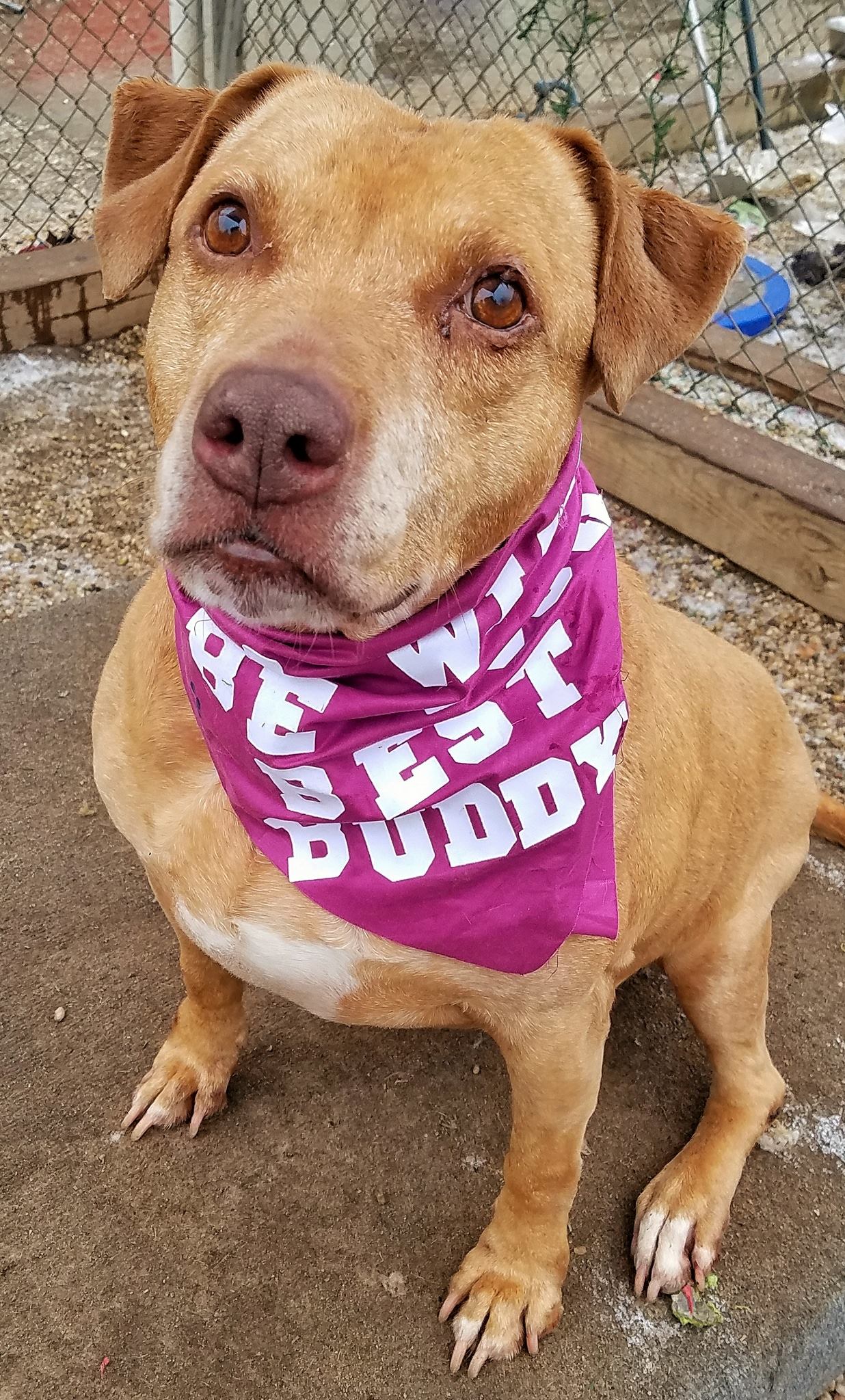 dog with pink scarf around her neck