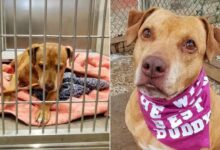 Missing Pittie Becomes Homeless After Her Owner Refuses To Claim Her