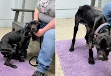 Fearful Pup Wandering The Streets In Pennsylvania Transforms Into The Sweetest Dog