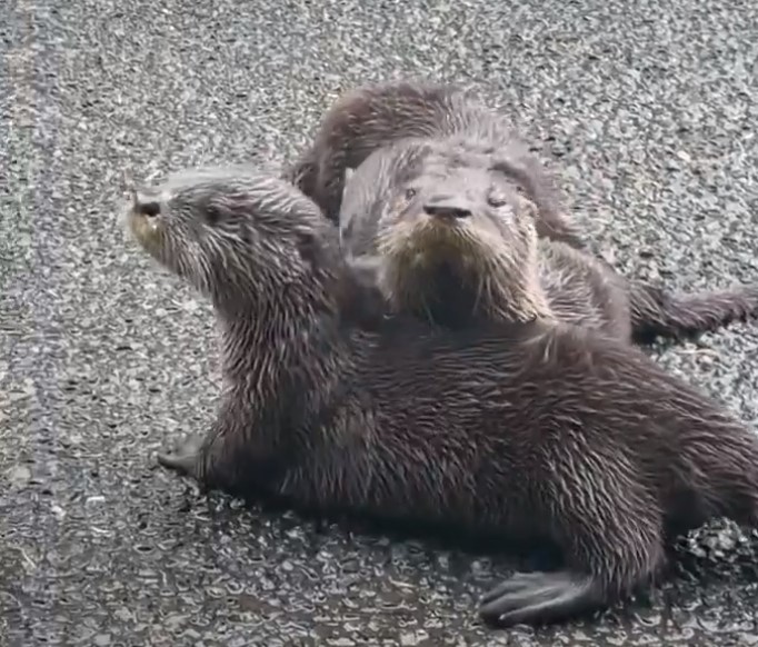 otters on the road