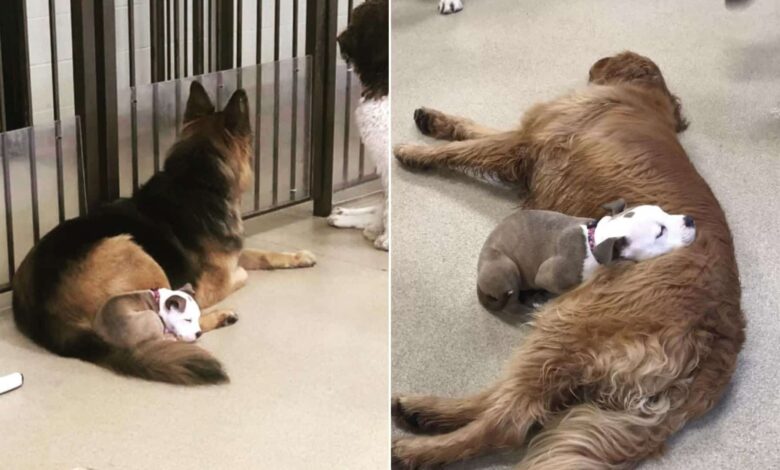 Adorable Puppy From Wisconsin Loves Taking Naps On Her Fluffiest Daycare Buddies