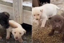 Puppies Who Were Sheltering Under A Couch During Freezing Winter Were Finally Saved