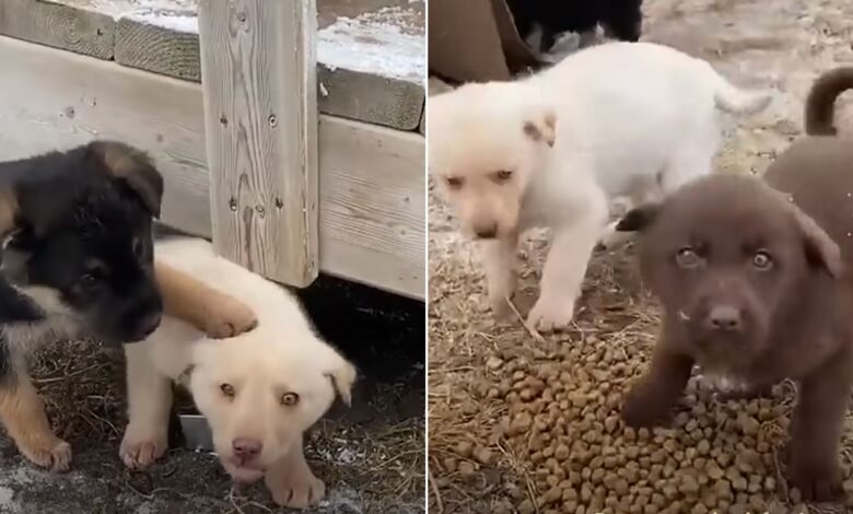 Puppies Who Were Sheltering Under A Couch During Freezing Winter Were Finally Saved