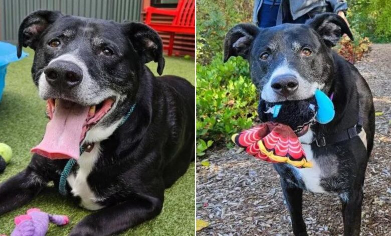 10-Year-Old Dog Was Surrendered To A Shelter Because His Owner Couldn’t Care For Him Anymore