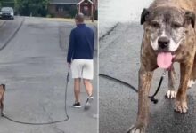 The Whole Community Shows Up On A Dog’s Final Walk As He Loses The Battle To Cancer