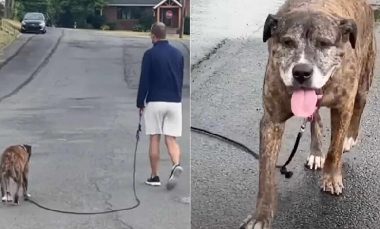 The Whole Community Shows Up On A Dog’s Final Walk As He Loses The Battle To Cancer