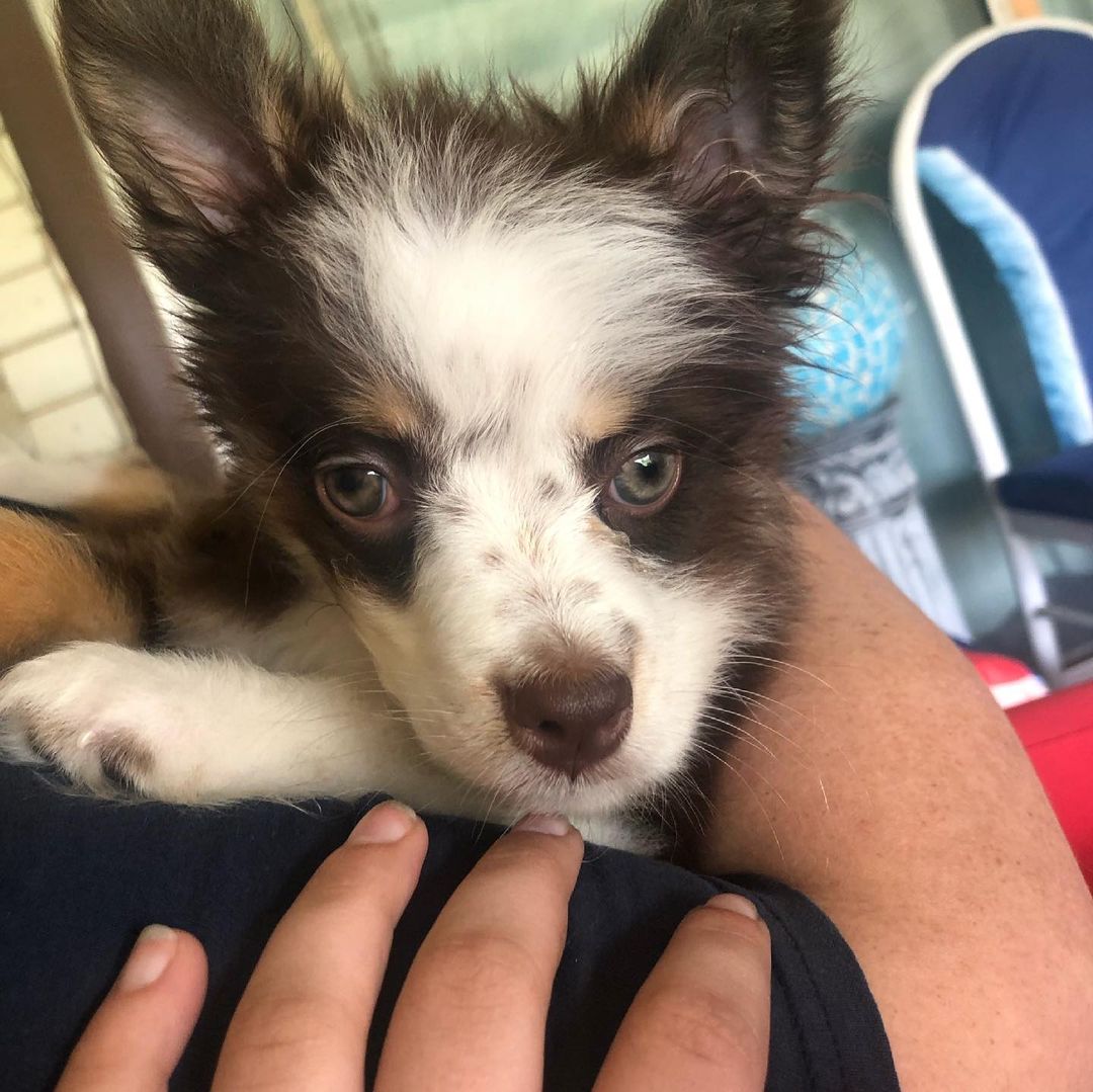 puppy skipper looking at the camera while being held