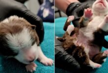 Pup Was Born Different From Other Puppies And It’s Something That Will Leave You In Awe