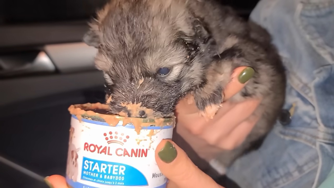 puppy eats from a can