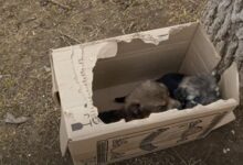 Man Stumbles Upon A Mysterious Box Near The Road And Is Surprised By What’s In It