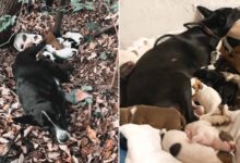 Hikers Were Shocked To See A Mama Dog And Her Puppies Sleeping In A Pile Of Leaves 